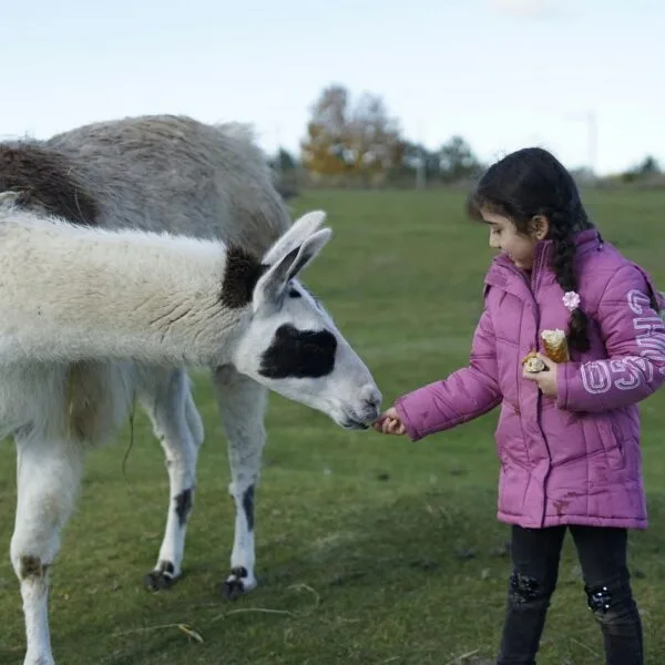 Child feeding a friendly animal.