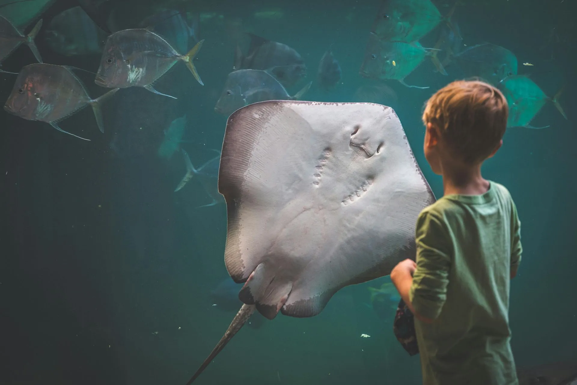 Child observing a stingray underwater.