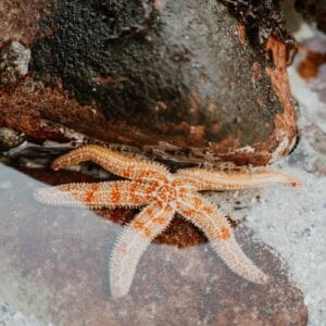 Detailed view of a starfish resting on rocks in a natural coastal setting