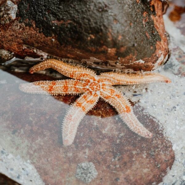Detailed view of a starfish resting on rocks in a natural coastal setting
