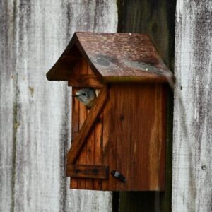A bird peeks out from a wooden birdhouse mounted on a rustic fence.