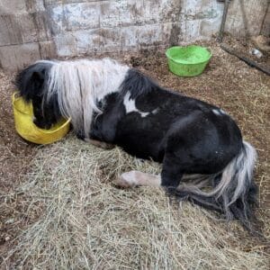 Exploring Animal Care Sessions