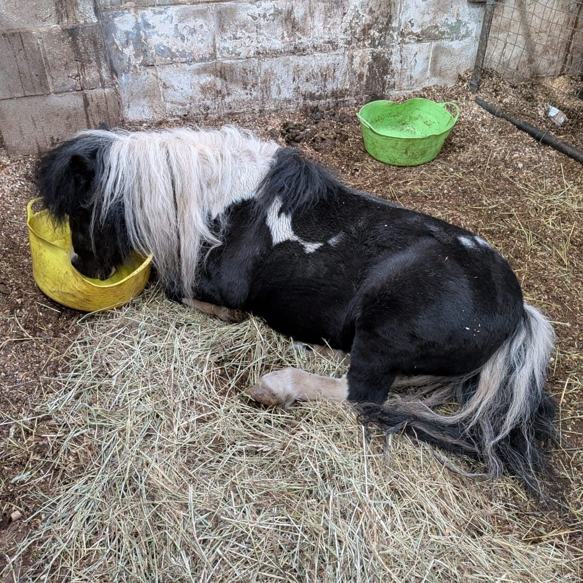 Exploring Animal Care Sessions