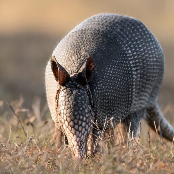 A detailed close-up of an armadillo foraging in a field during the day.