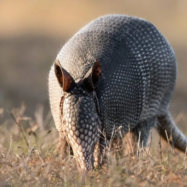 A detailed close-up of an armadillo foraging in a field during the day.