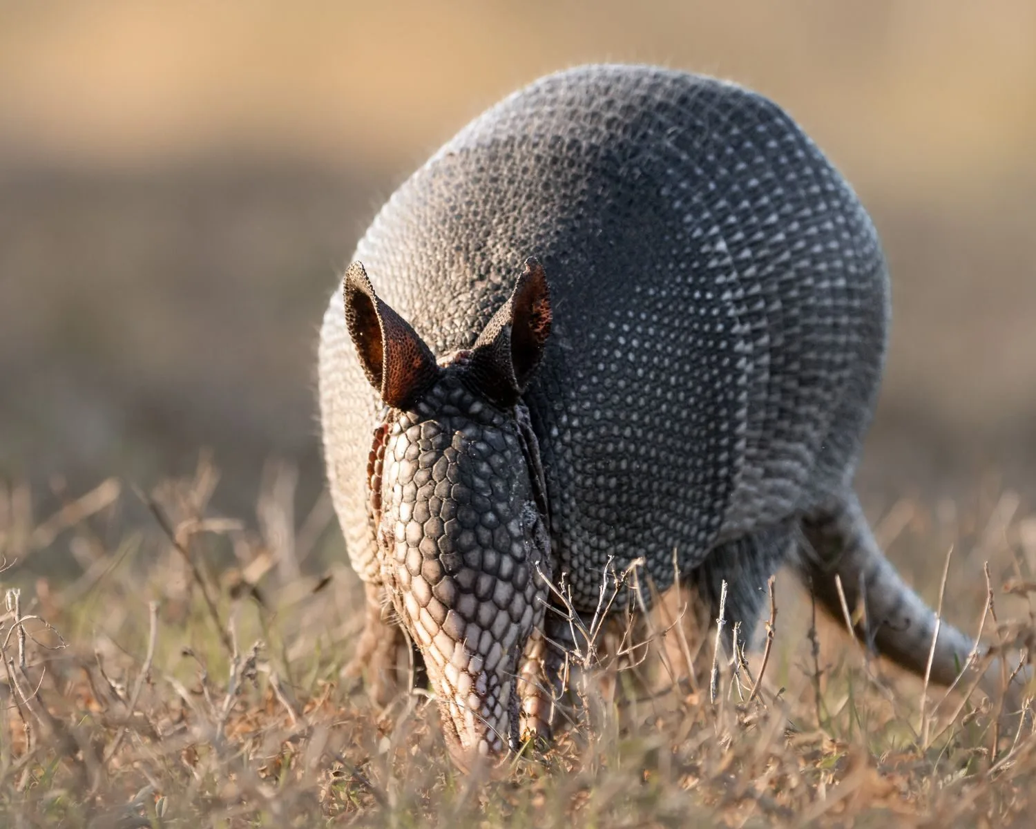 A detailed close-up of an armadillo foraging in a field during the day.