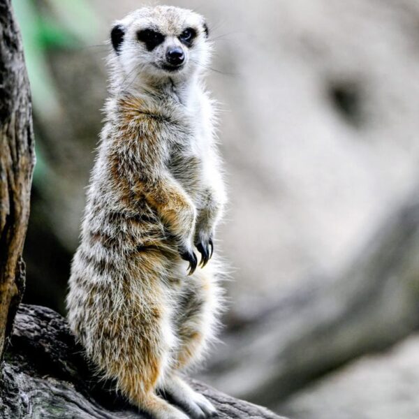 A solitary meerkat stands alert on a log, showcasing its vigilant nature in a natural setting.