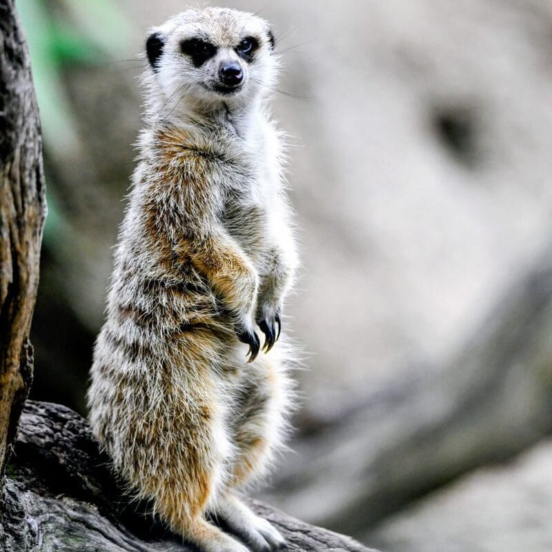 A solitary meerkat stands alert on a log, showcasing its vigilant nature in a natural setting.