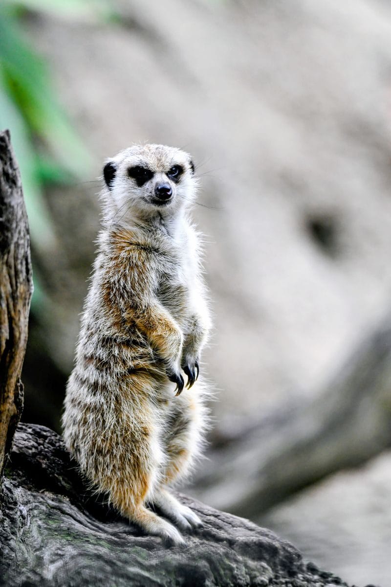 A solitary meerkat stands alert on a log, showcasing its vigilant nature in a natural setting.